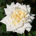 Heirloom Climbing Roses, Live Own Root Plant, White Cap by HeirloomRoses