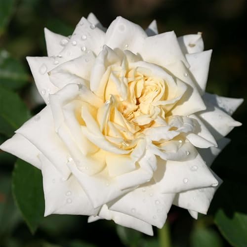 Heirloom Climbing Roses, Live Own Root Plant, White Cap by HeirloomRoses