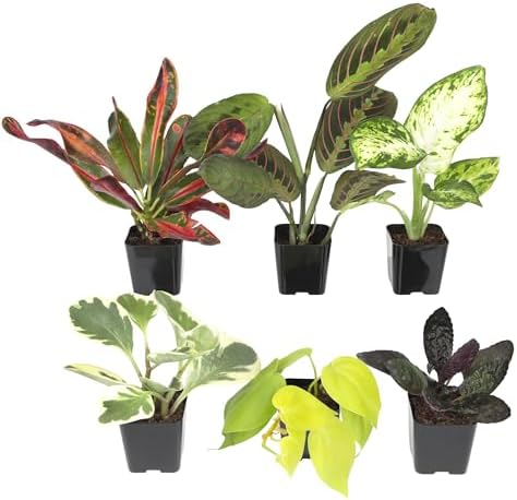 Easy to Grow Live Houseplants (6 Pack), Deluxe Collection of Assorted Air Purifying Indoor Plants, Peperomia, Spider Plants, No Duplicates, Pothos, Easy Plant Care, 2 in Pots, Begonia, Croton by PlantsforPets