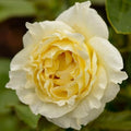 Heirloom Floribunda Roses, Live Own Root Plant, Irish Hope™ by HeirloomRoses