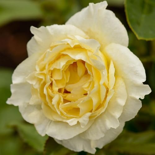 Heirloom Floribunda Roses, Live Own Root Plant, Irish Hope™ by HeirloomRoses