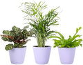 Live Pet Safe Houseplants (3 Pack), Grower's Choice Bundle, 4" Pots by ThorsensGreenhouse