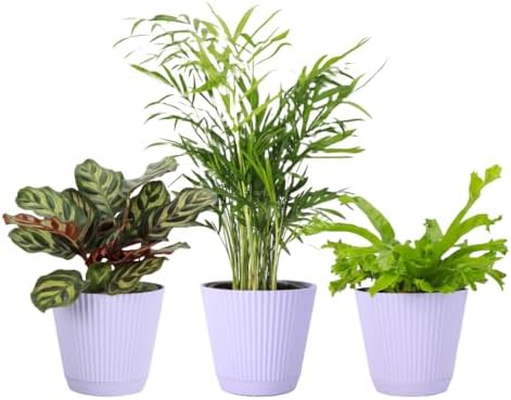 Live Pet Safe Houseplants (3 Pack), Grower's Choice Bundle, 4" Pots by ThorsensGreenhouse
