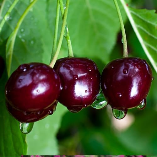 Random Sweet Cherry Tree Live Plant, Cold Hardy Cherry Tree, 1.5-2.5 Ft - Image 2