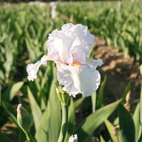 Easy to Grow Bearded Iris Eternal Bliss 9 Plant Bulbs - White & Light Lavender Flowers Spring to Fall, Full Sun Low Maintenance Zones 3-10 - Image 2