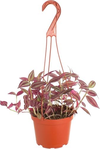 Shop Succulents Tradescantia Zebrina, Hanging Live Indoor Plant, Easy Care Hanging Trailing Houseplant in Nursery Pot, Air Purifying Plant in Soil, Housewarming, Home Décor, Trails 1-2 Feet by ShopSucculents