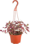 Shop Succulents Tradescantia Zebrina, Hanging Live Indoor Plant, Easy Care Hanging Trailing Houseplant in Nursery Pot, Air Purifying Plant in Soil, Housewarming, Home Décor, Trails 1-2 Feet by ShopSucculents