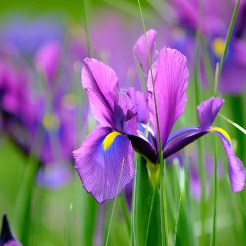 Dutch Iris ‘Valentine’ – Top-Size Bulbs for Fall Planting | Rich Indigo-Purple Blooms, Hardy Spring Flower Bulbs Ideal for Borders, Beds, and Cut Arrangements | Easy-to-Grow Dutch Variety - Image 2