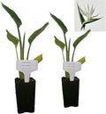 Daisy Ship White Bird of Paradise - Strelitzia Nicholai - 2 x 2 inch Cups by DaisyShip