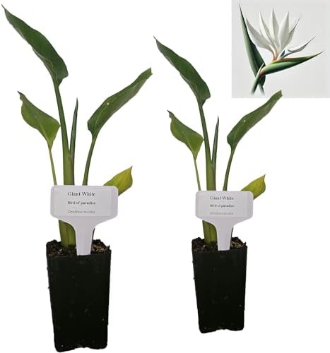 Daisy Ship White Bird of Paradise - Strelitzia Nicholai - 2 x 2 inch Cups by DaisyShip