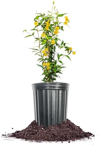 Perfect Plants Yellow Carolina Jasmine, 1 Gallon, Live Plant Vine by PerfectPlantsNursery