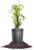 Perfect Plants Yellow Carolina Jasmine, 1 Gallon, Live Plant Vine by PerfectPlantsNursery