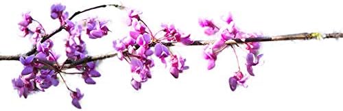 Eastern Redbud - Purple Flowering Tree - Live Plant Shipped 3 to 4 Feet Tall by DAS Farms - Image 2