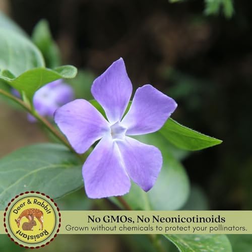 Clovers Garden Creeping Myrtle Periwinkle Plants - Two (2) Live Plants - Non-GMO - Each 4" to 8" Tall - in 4" Pots - Vinca Minor Perennial Ground Cover, Deer Resistant - Image 5