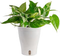Costa Farms Albo Pothos, Live Indoor Plant, Trailing Vine, Air Purifying by Unknown