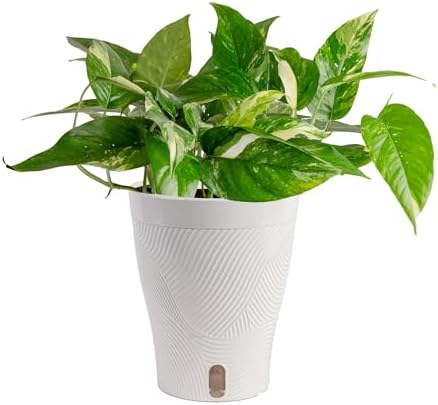 Costa Farms Albo Pothos, Live Indoor Plant, Trailing Vine, Air Purifying by Unknown