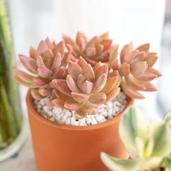 Graptosedum California Sunset - Colorful 2 inch Succulents - Live Mini Succulent Plants Fully Rooted, Easy Care Indoor and Outdoor, Home and Garden Decor, Wedding Party Favor - Image 4