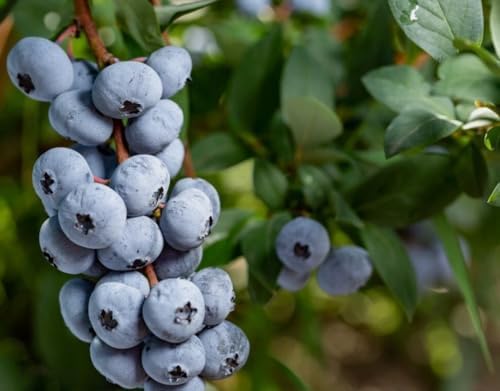 Pack 2 Top Hat Blueberry Bush Live Plant Vibrant Blue Berries Blueberry Plant Live for Planting, 5-10 Inc Tall 4 Inc Pot - Image 2
