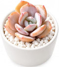 Echeveria 'Milk Tea' Bare Root Succulent Live Plant 1.5-2 Inch 3 Plant Set by THEONEBLOOM
