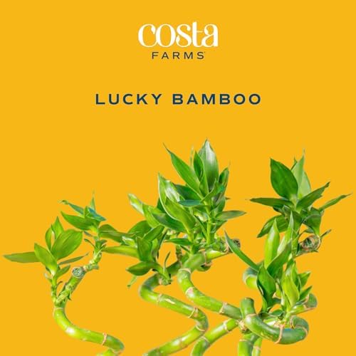 Costa Farms Lucky Bamboo, Live Indoor Plant, Easy Care, Home Decor - Image 3