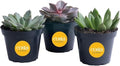 Costa Farms Succulents, Live Indoor Plant, Easy Care, Home Decor by Unknown