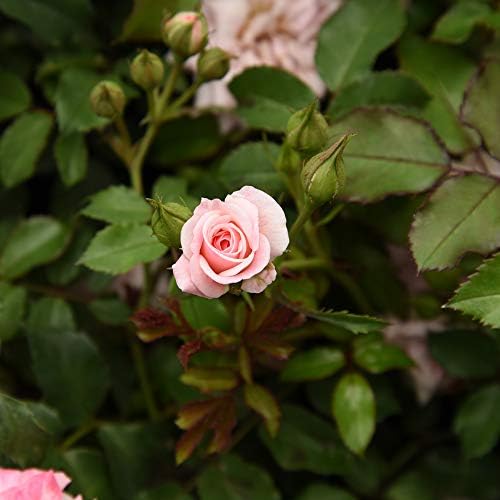 Perfect Plants Sweet Drift Rose Live Plant, 1 Gallon, Pink Ground Cover - Image 4