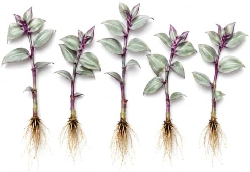 5 Dragon Tail Tradescantia Live Plant Cuttings, Indoor Wandering Jew by CZGrain