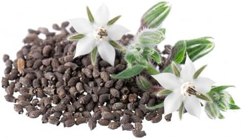 Seed Needs White Borage Seeds to Plant an Herb Garden - 1 Pack - Image 5