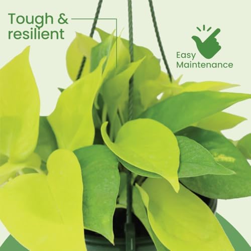 American Plant Exchange Neon Pothos – Live 8-Inch Hanging Basket, Bright Green Trailing Vine, Easy-Care Air Purifying Houseplant for Hanging Planters, Shelves & Indoor Home or Office Décor - Image 3