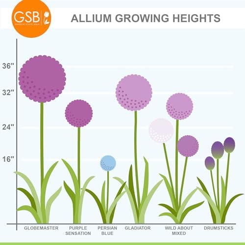 Garden State Bulb Wild About Mixed Allium Flower Bulbs, 10/12cm, Fall Planting (Bag of 25) - Image 7