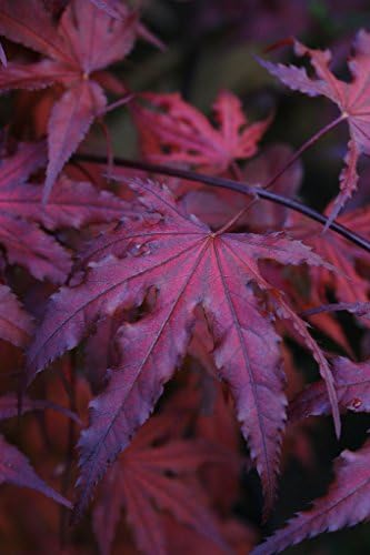 Purple Ghost Japanese Maple Live Tree – Acer palmatum ‘Purple Ghost’ – Rare Variegated Maple – Ornamental Landscape Tree – 3 Year Plant - Image 5