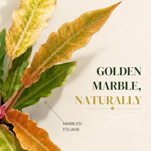 Philodendron Golden Serratum Marble Live Plant, 4 Inch Variegated - Image 3