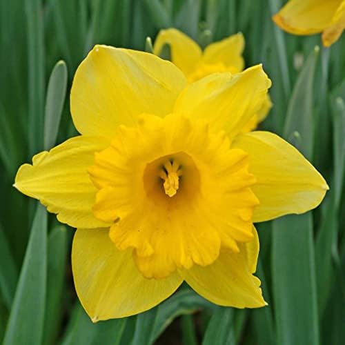 50 Yellow Daffodil Bulbs for Planting - Dutch Master Value Bag - Plant in Gardens, Borders & Flowerbeds - Bulb Size 10/12 cm - Easy to Grow Fall Flowers Bulbs by Willard & May - Image 2