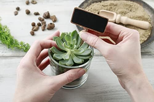 Shop Succulents Pastel Succulent Plant Pack Collection - Live Mini Succulent Plants, Low Maintenance, Bright & Serene Colors & Textures - Wedding and Party Favors, Gift & Garden, Pack of 6 - Image 7