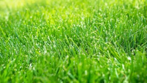 Kentucky 31 Tall Fescue Grass Seeds, 1 Pound Pure Seeds Pack by Seeds2Go - Image 3