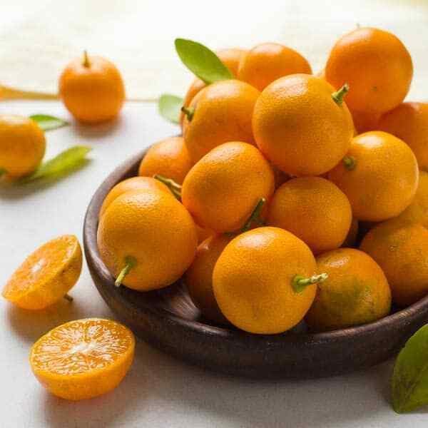 Calamondin (Calamansi) Tree - 2-5 Inch Tall Live Plant - Potted Orange Fruit Bush Seedling - Citrus x microcarpa - Image 5