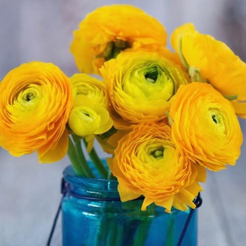 25 Yellow Ranunculus Bulbs for Fall Planting, Ranunculus Flower Spring - Image 5