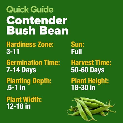 HOME GROWN Contender Bush Bean Seeds, 56+ Seeds, Phaseolus vulgaris - Image 5