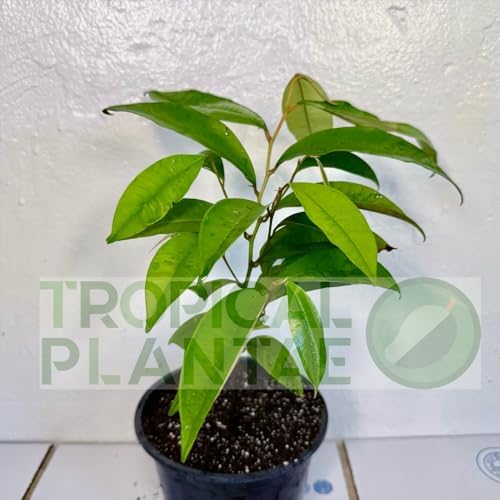 Caimito Tree (Chrysophyllum cainito) – Star Apple Live Tropical Fruit Plant 1–2 ft Tall TROPICALPLANTAE - Image 6
