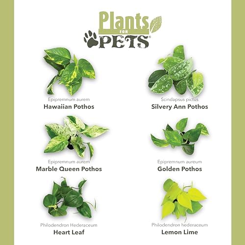 Pothos & Philodendron 6PK, Easy Plant Care, 2 in. Pots, Small House Plants - Image 6