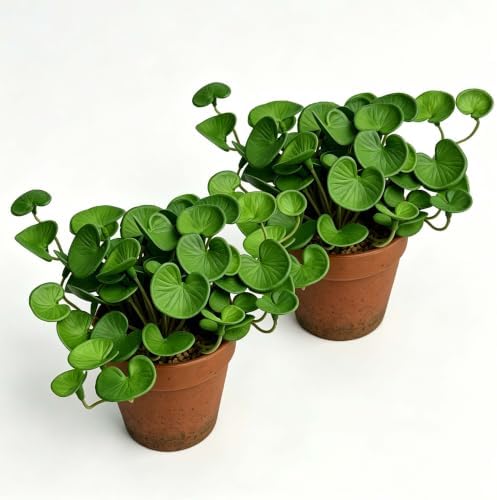 Artificial Coin Grass, 2 Pack Potted Plants for Indoor Tabletop Home Office by QenyiHPD