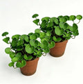 Artificial Coin Grass, 2 Pack Potted Plants for Indoor Tabletop Home Office by QenyiHPD