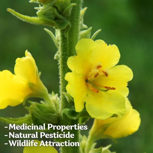 3,000 Mullein Heirloom Flower Seeds for Planting, Verbascum Thapsus - Image 7