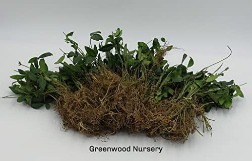 Greenwood Nursery: Live Ground-Cover Plants - Vinca Minor + Lesser/Dwarf Periwinkle - [Qty: 200 Bare Roots] - (Click for Other Available Plants/Quantities) - Image 3