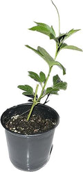Passion Fruit Living Plant Cold Weather Hardy from Zone 2-13 Almost All Regions of USA in 4" pots (from Cutting) by Pilestone
