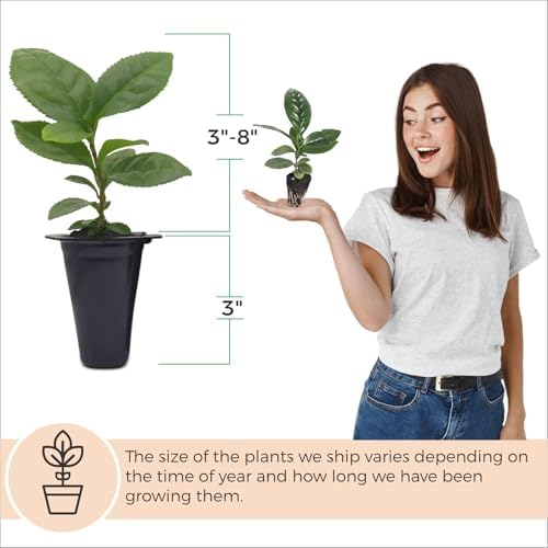 Camelia Tea Plant (4 Pack) | Real Live Plant for Sale | Perfect for Tea Lovers | Hardy and Easy to Grow for Planting | Grow Organic Tea Leaves at Home | Great for Indoor or Outdoor Gardens - Image 4