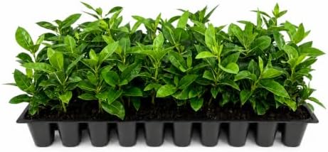 Buttonwood | 1 Live Plant | Conocarpus Erectus | Live Coastal Tree | Evergreen Foliage | Fast Growing Shade Plant | Drought Tolerant | Ideal for Landscaping | Outdoor Ornamental by FloridaFoliage
