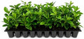 Buttonwood | 30 Live Plants | Conocarpus Erectus | Live Coastal Tree | Evergreen Foliage | Fast Growing Shade Plant | Drought Tolerant | Ideal for Landscaping | Outdoor Ornamental by FloridaFoliage
