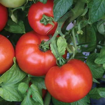 Park Seed Variety of Tomato Seeds, Planting Vegetables, Easy to Grow, Non-GMO, Perfect for Harvesting, Season Starter Hybrid, Pack of 30 by ParkSeed
