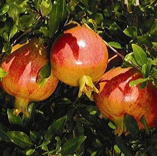 Wonderful Pomegranate Tree Live, Backyard Orchard Tree, 10-12 Inch Tall - Image 4